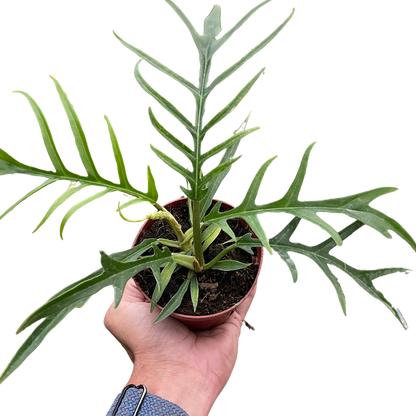 Philodendron &