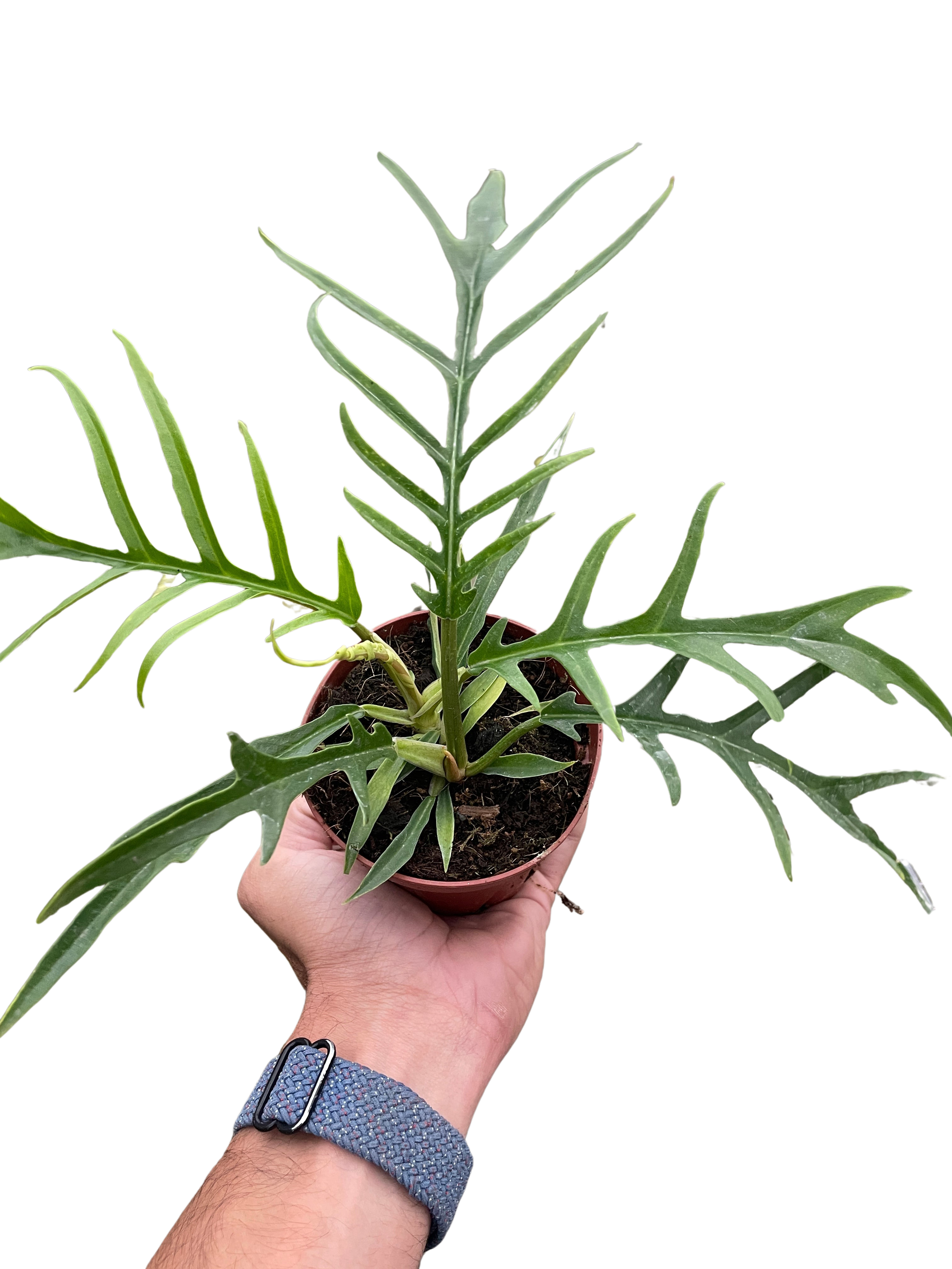 Philodendron &
