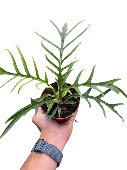 Philodendron &