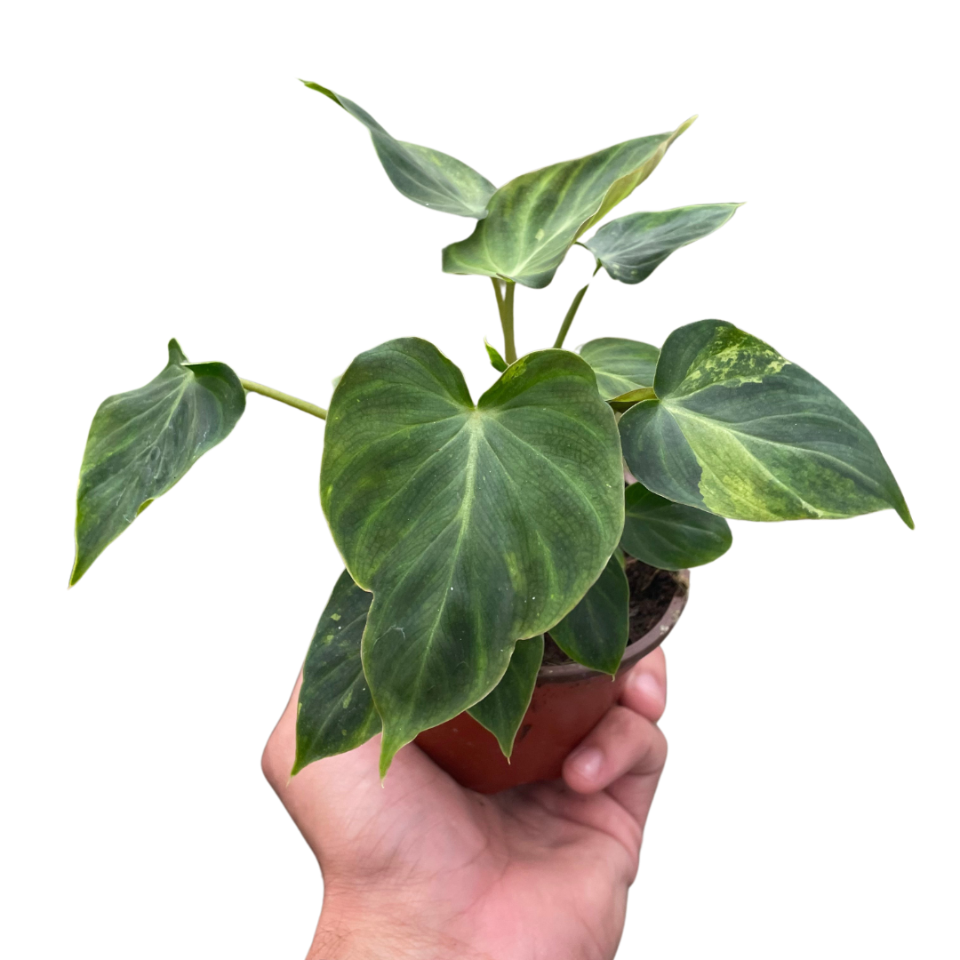 Philodendron &