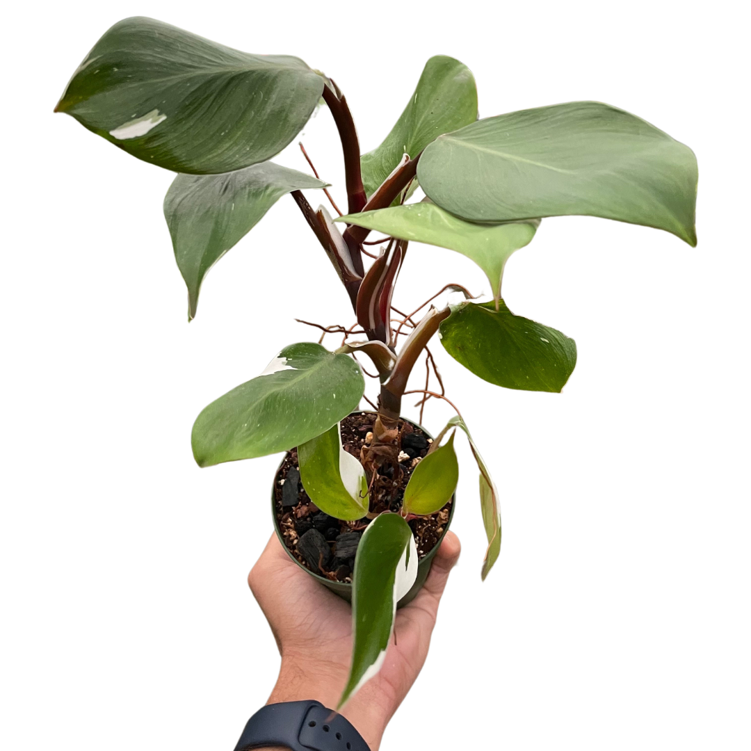 Philodendron &