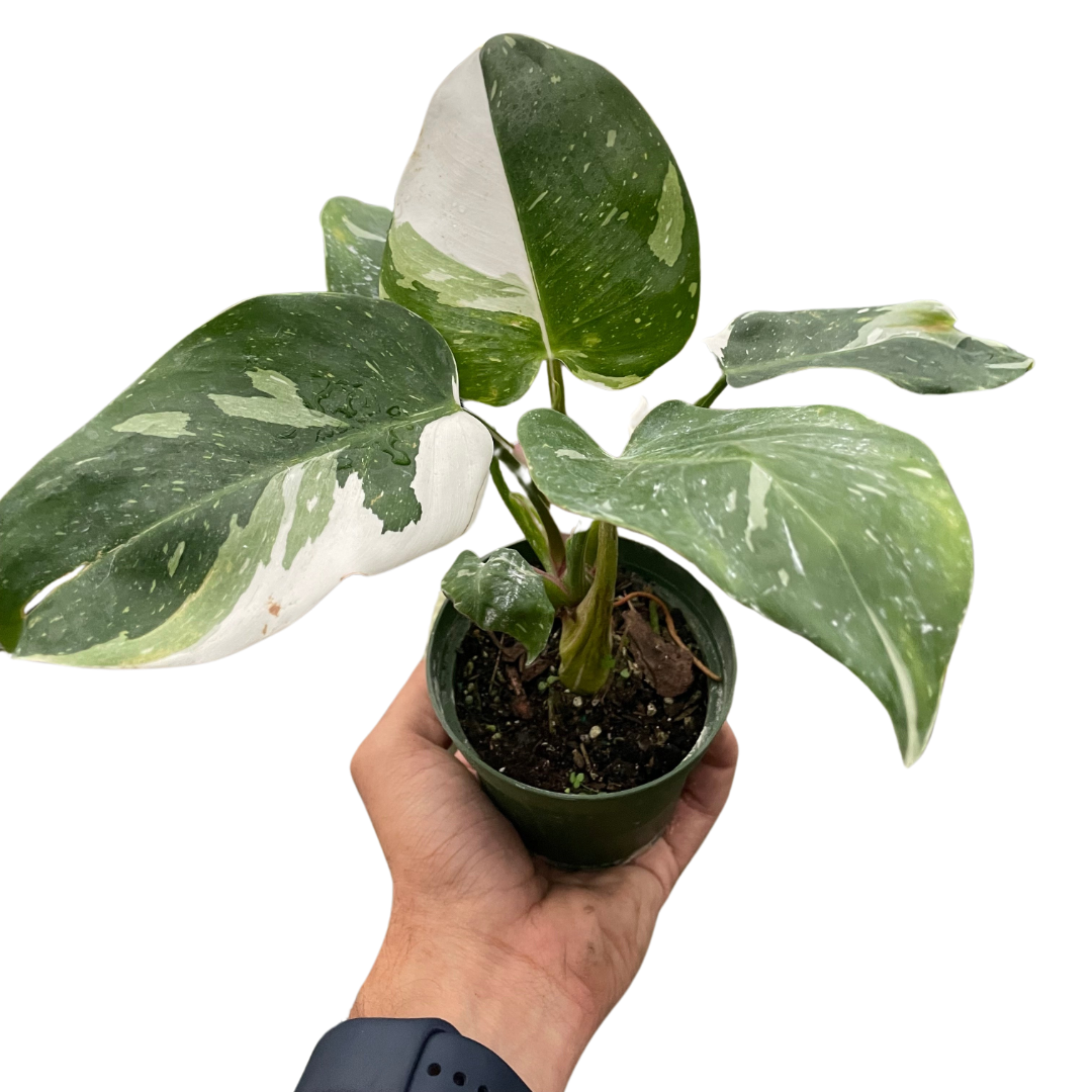Philodendron &