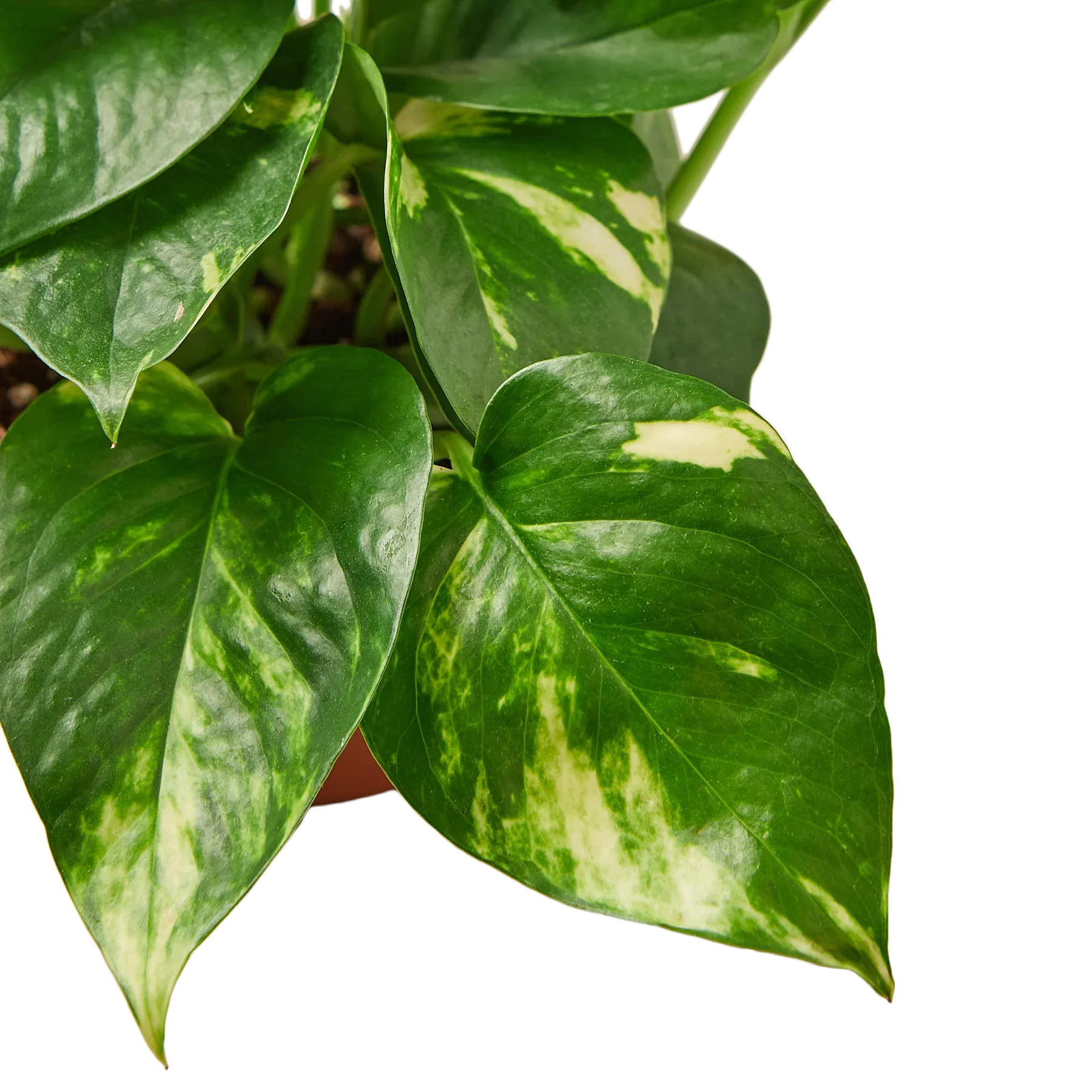 Pothos &