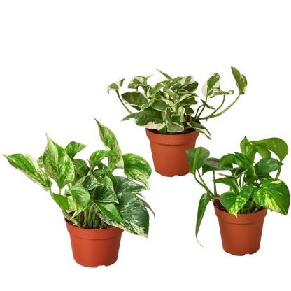 3 Pothos Variety Pack / 4&quot; Pot / Live Plant / Home and Garden Plants