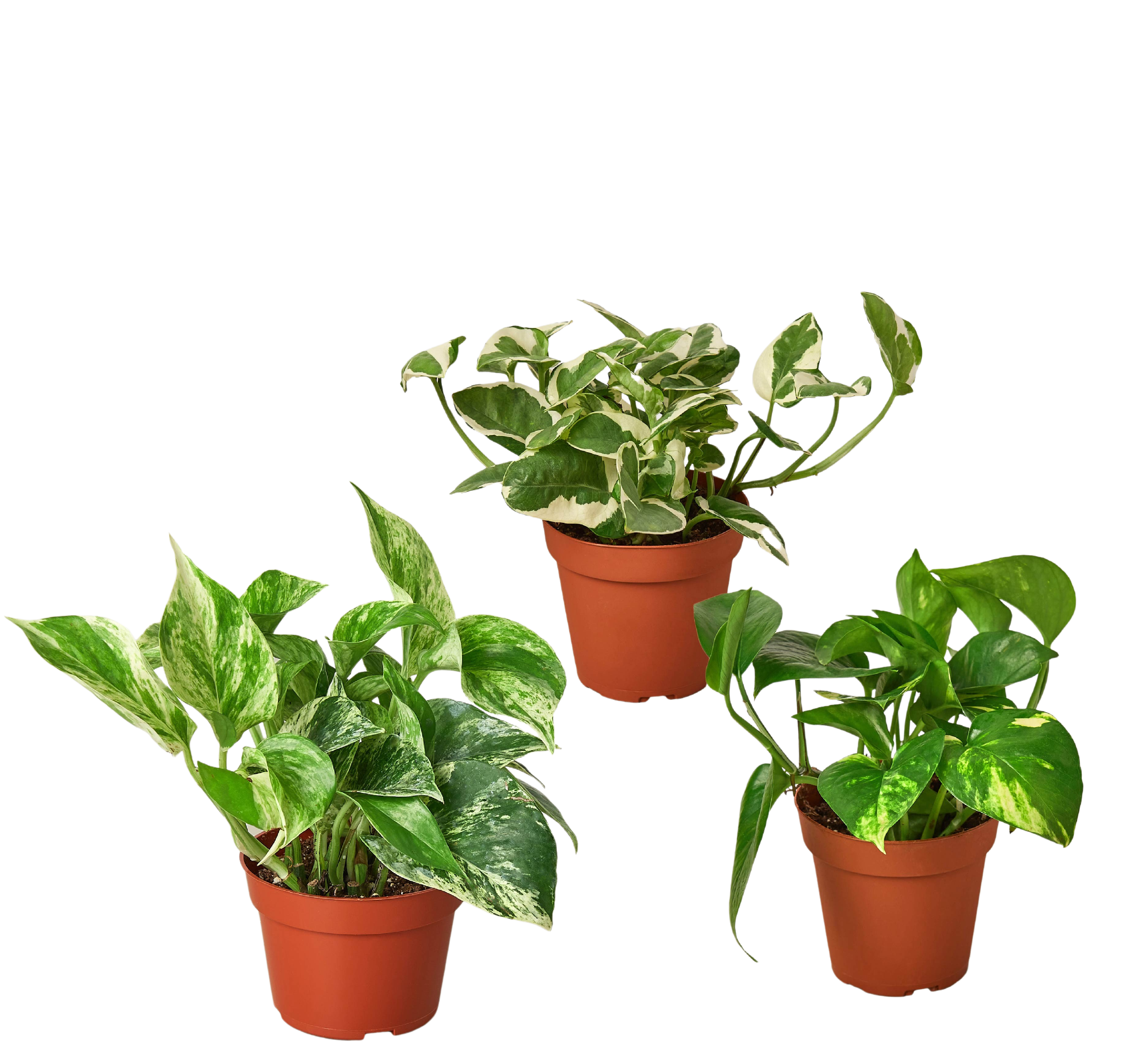 3 Pothos Variety Pack / 4&quot; Pot / Live Plant / Home and Garden Plants