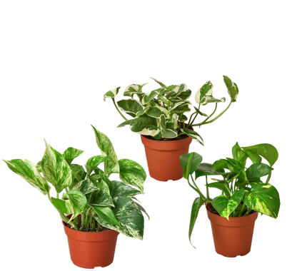 3 Pothos Variety Pack / 4&quot; Pot / Live Plant / Home and Garden Plants