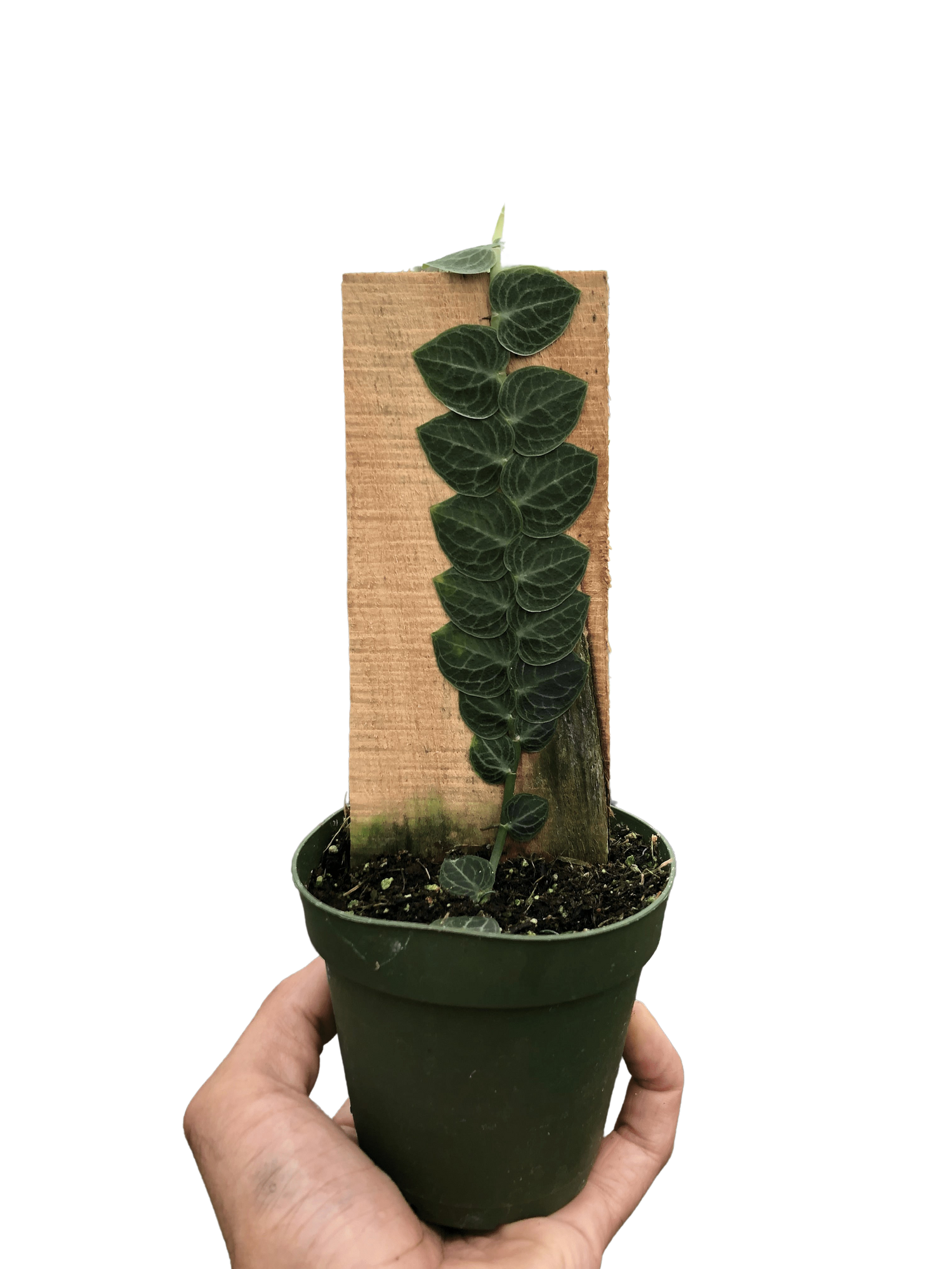 Rhaphidophora 'Cryptantha' (Shingle Plant) – Verta
