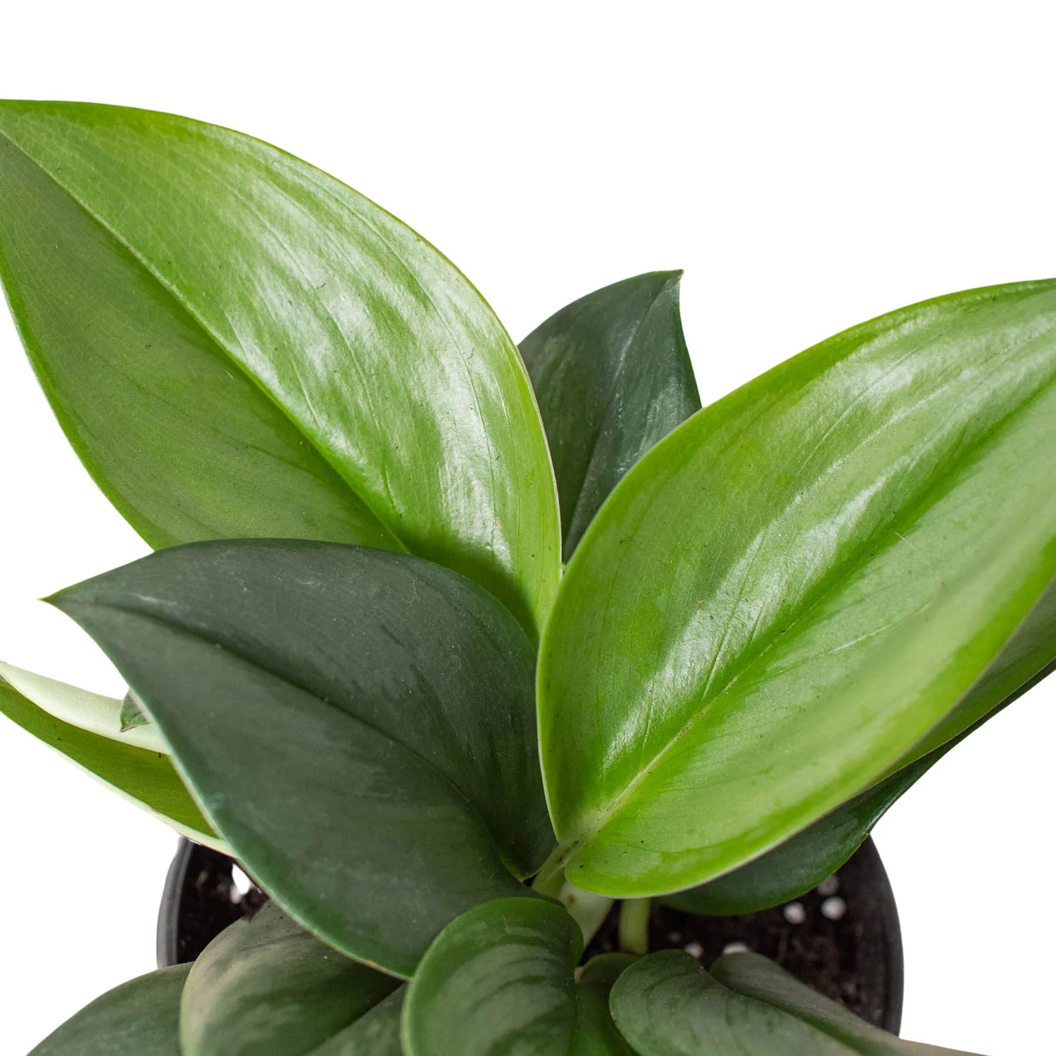 Scindapsus &