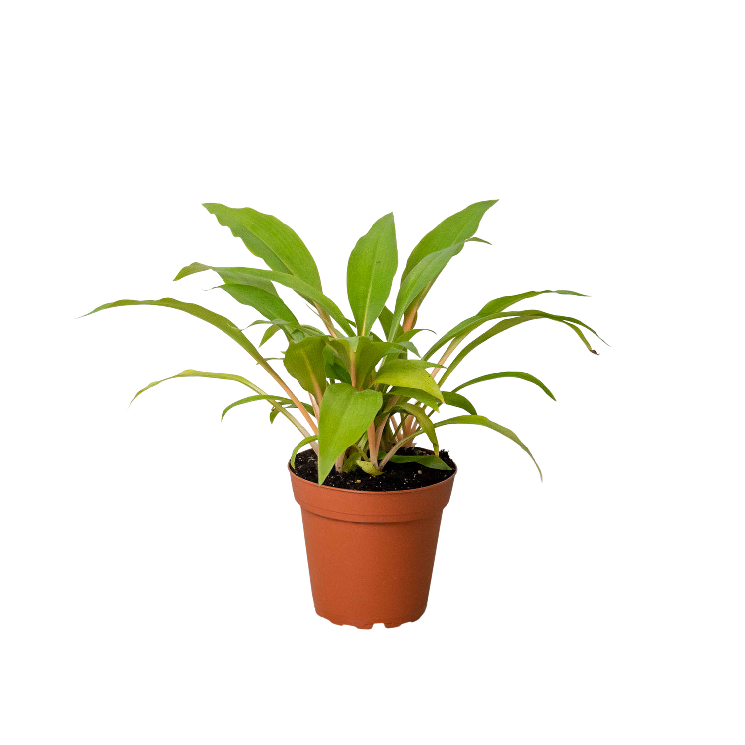 Spider Plant &