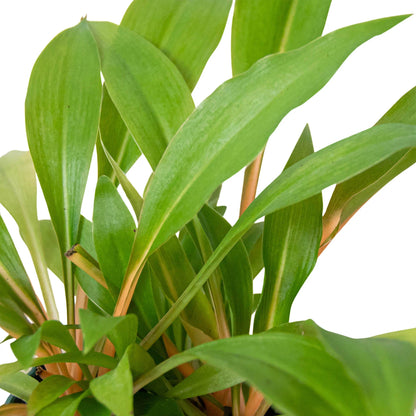 Spider Plant &