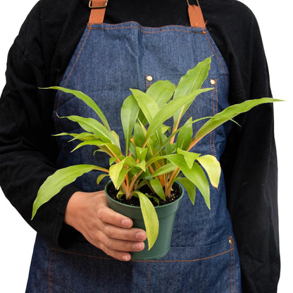Spider Plant &