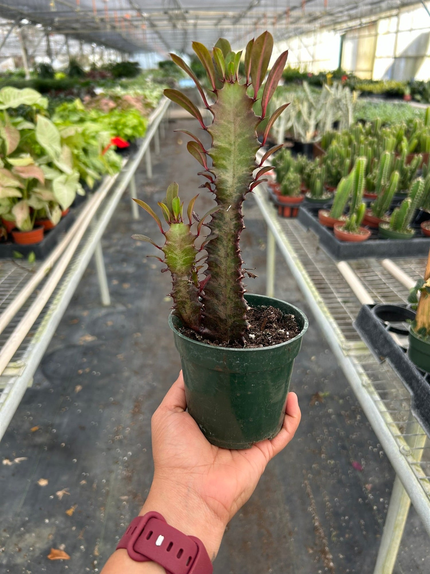 is euphorbia a succulent Succulent Euphorbia 'Trigona Rubra' – Verta