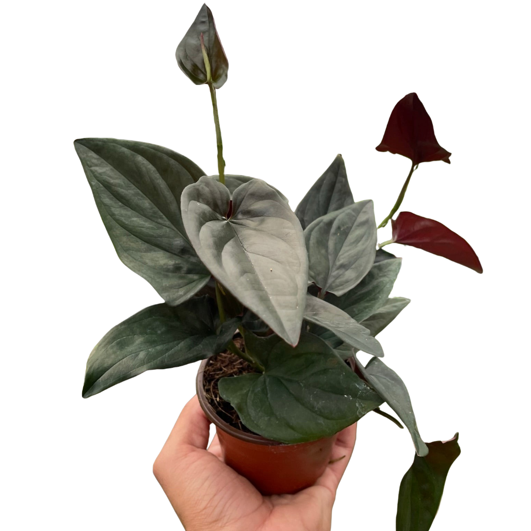 Syngonium &