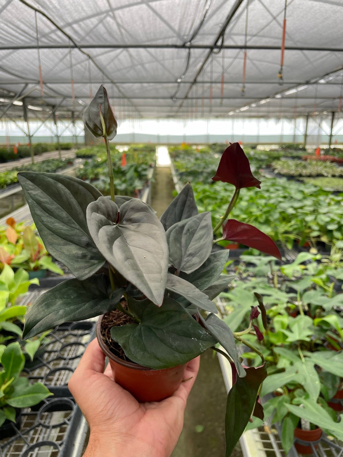 Syngonium &