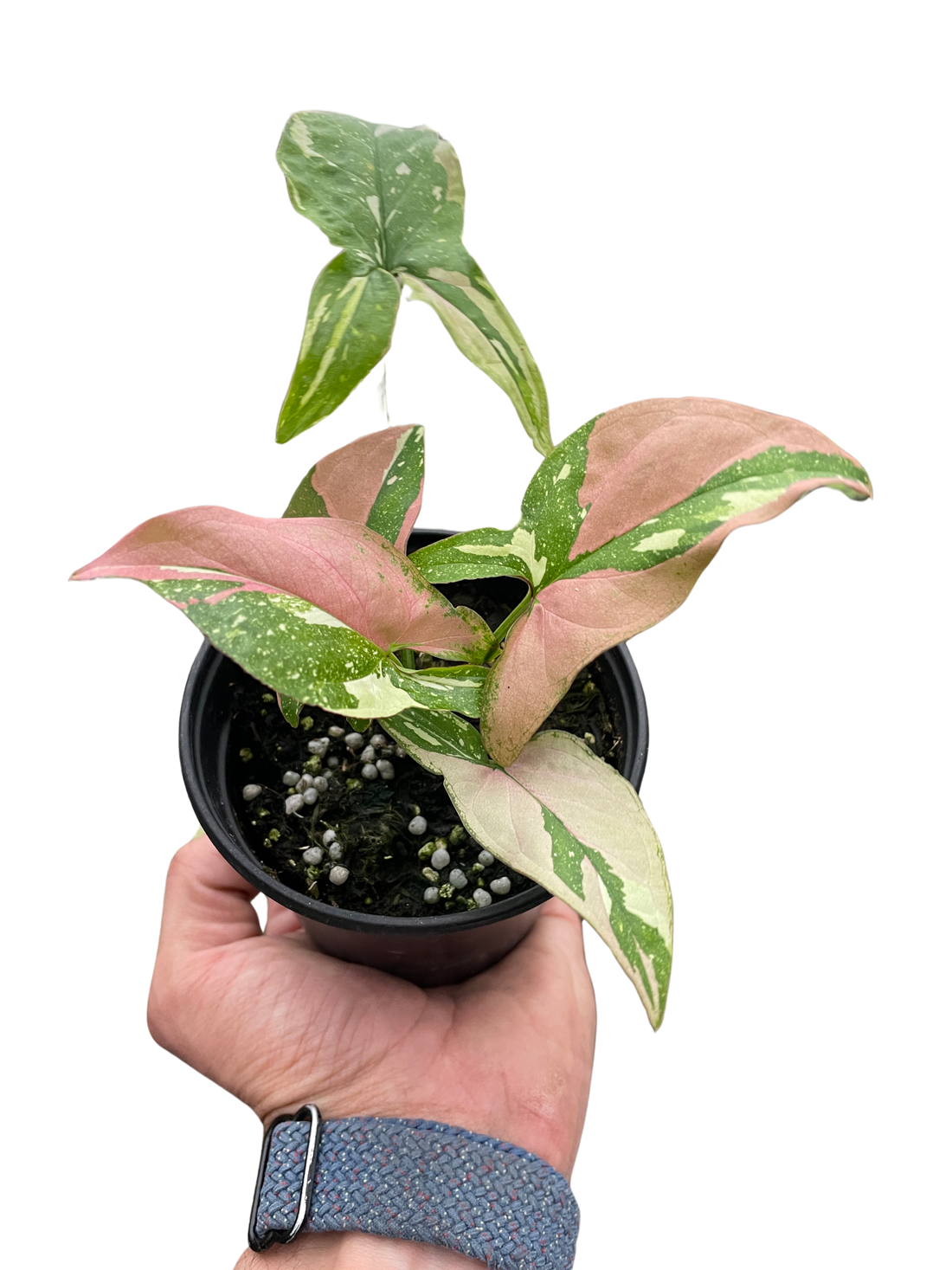 Syngonium &