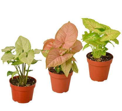 3 Different Syngonium Plants - Arrowhead Plants / 4&quot; Pot / Live Plant