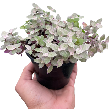 Tradescantia Callisia &