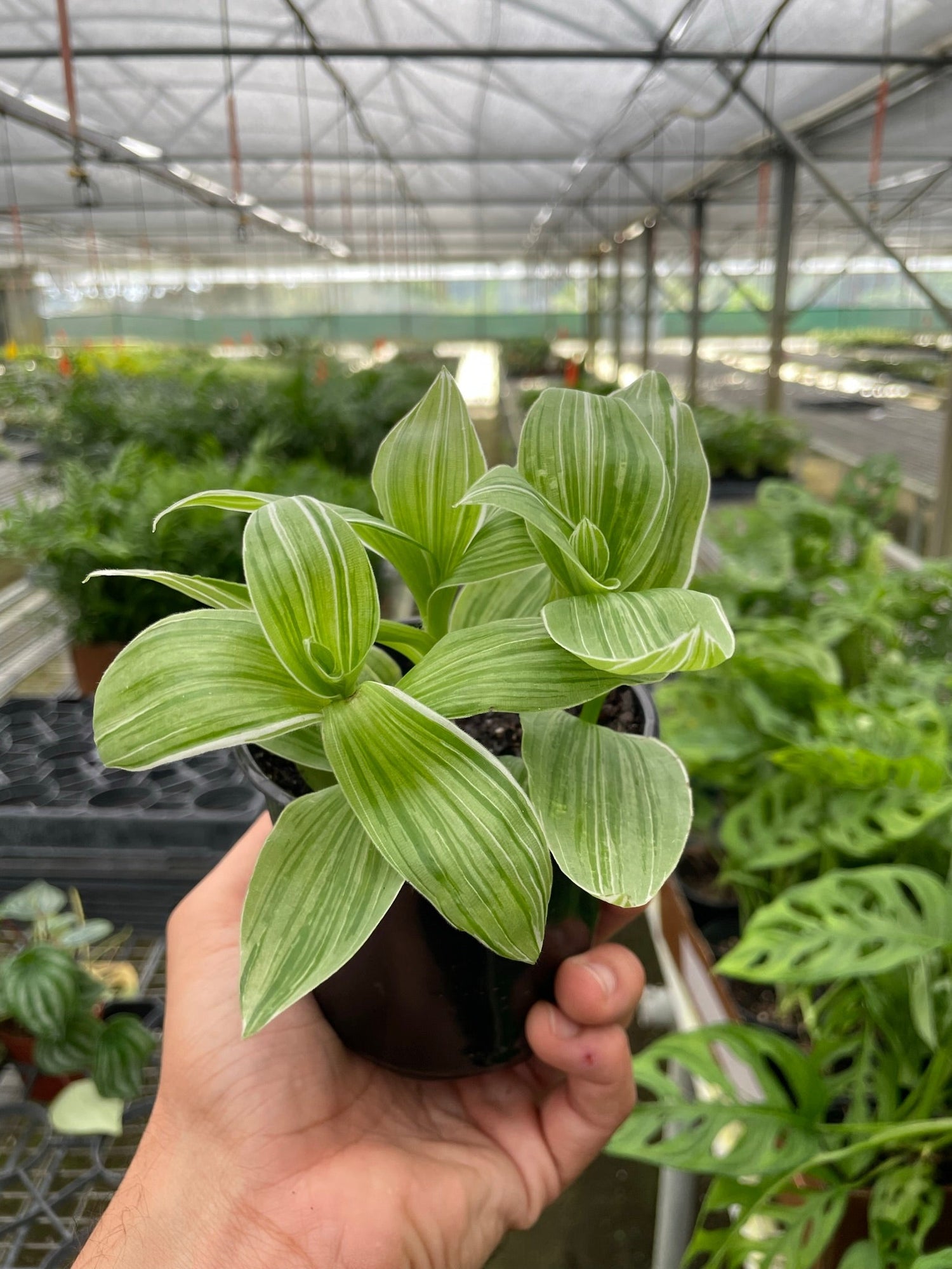 Tradescantia &