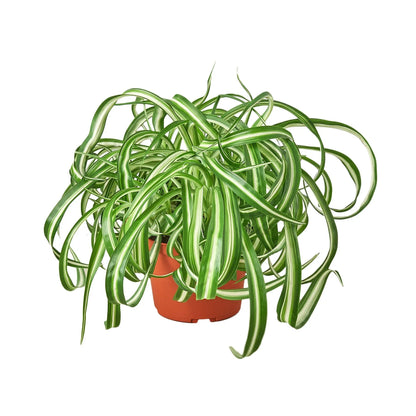 Spider Plant &