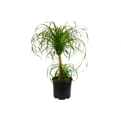 curly ponytail palm Palm Ponytail – Verta