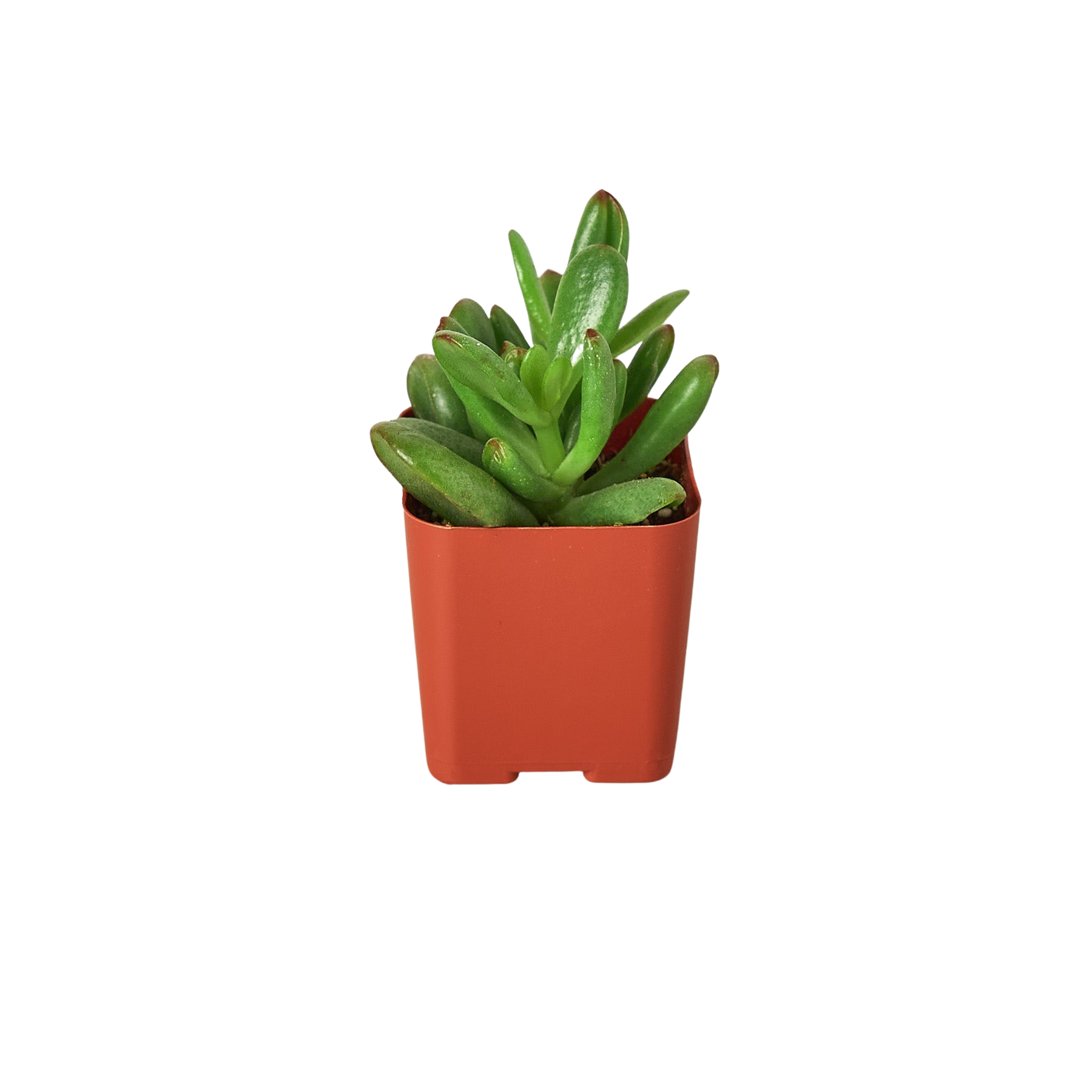 3&quot; Tropical Plant Variety Bundle