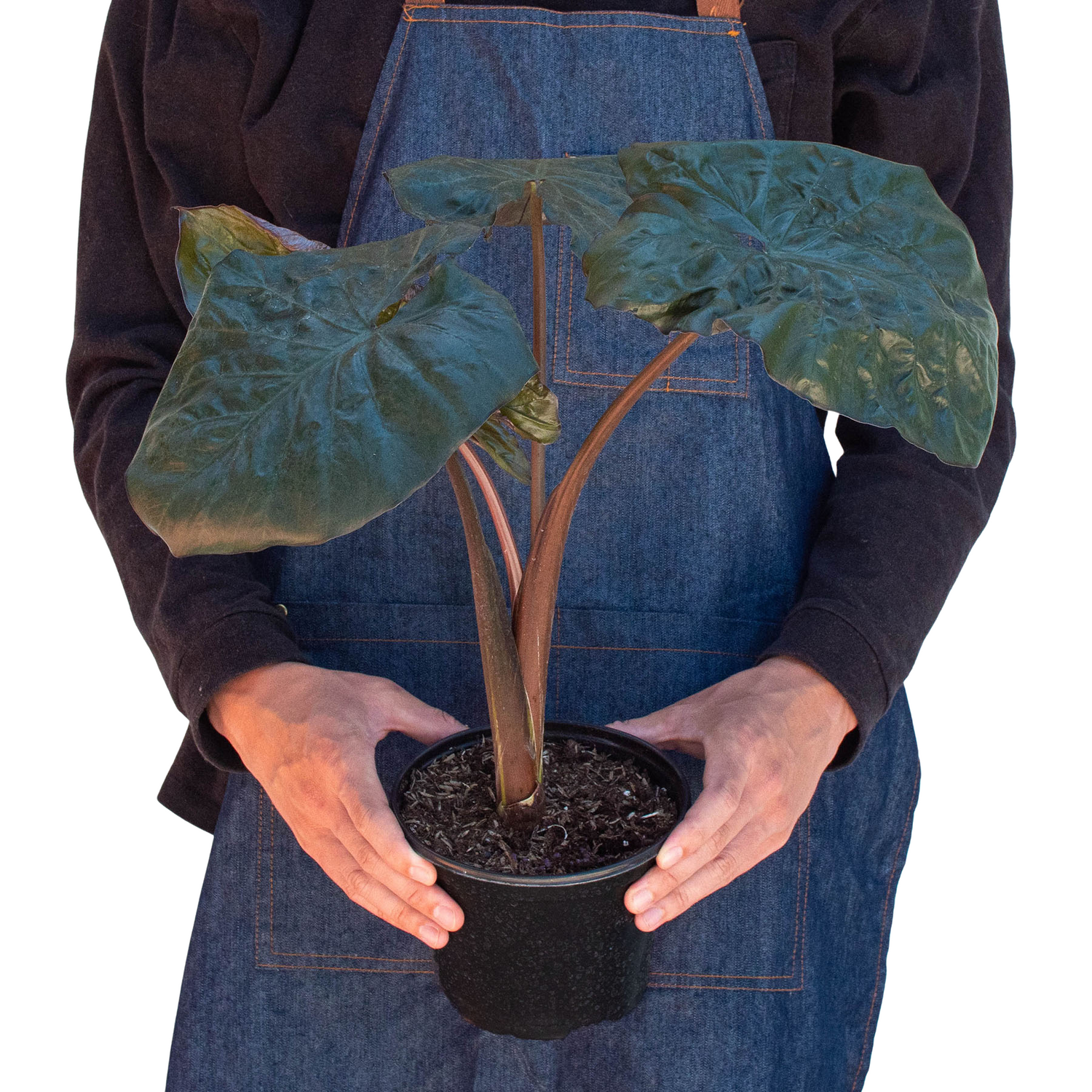 Alocasia &
