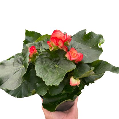 Begonia &