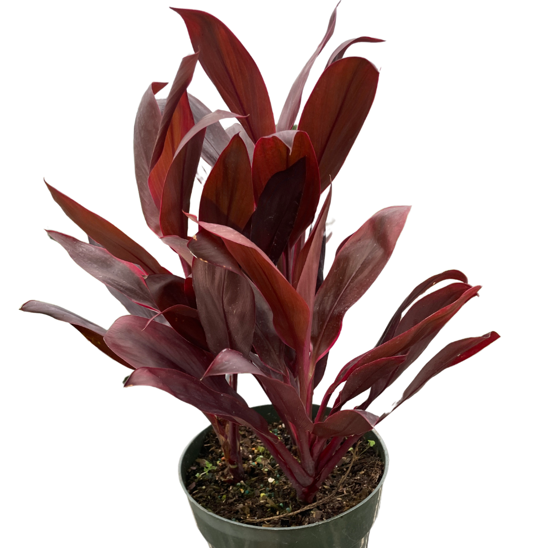 Cordyline &