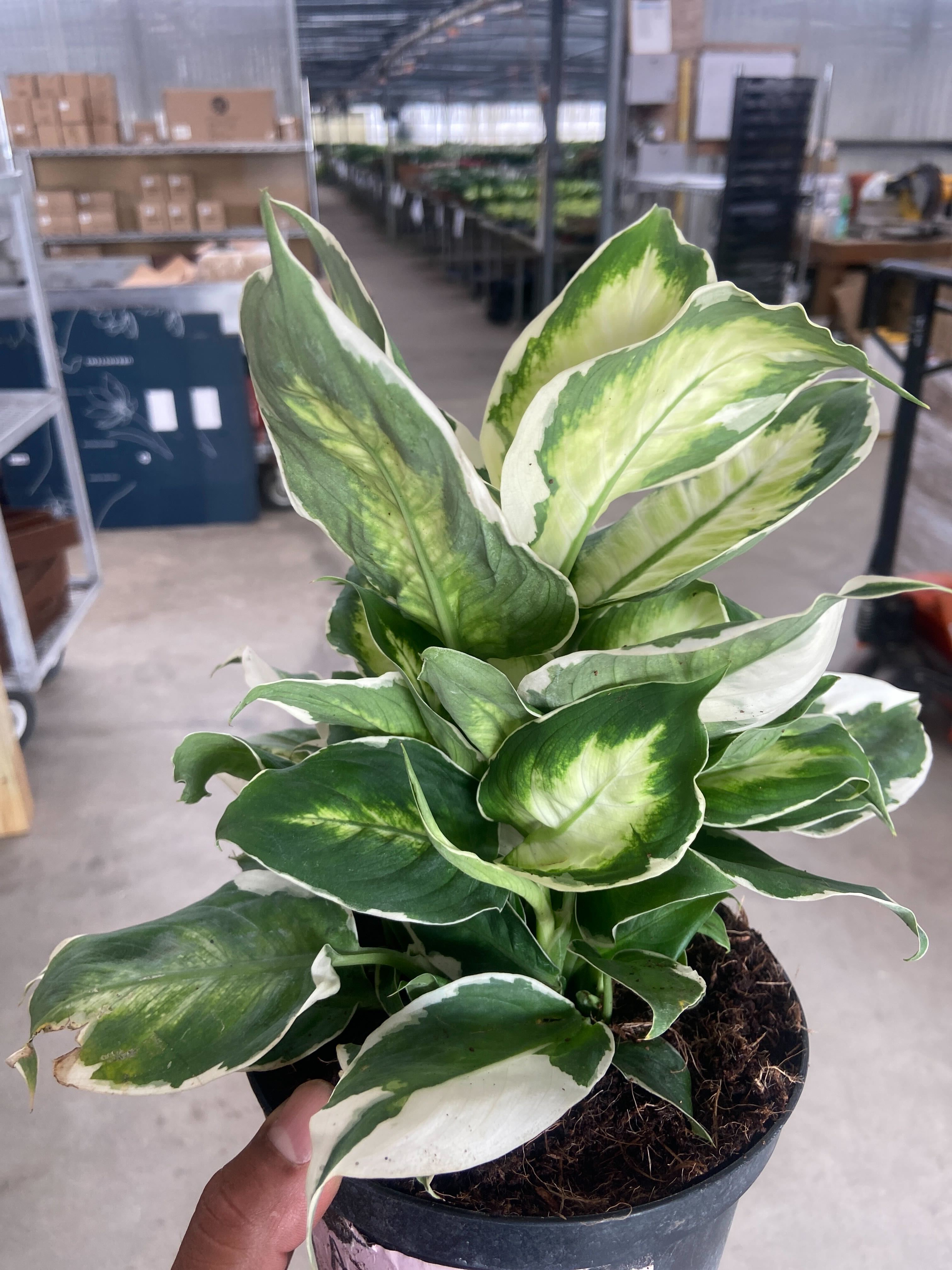 aglaonema dieffenbachia Dieffenbachia 'Cool Beauty' – Verta