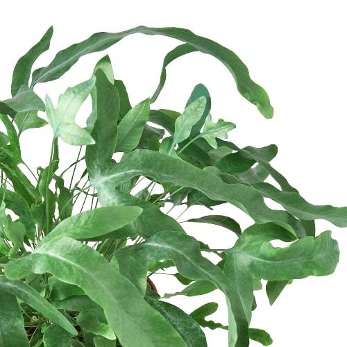 Fern &