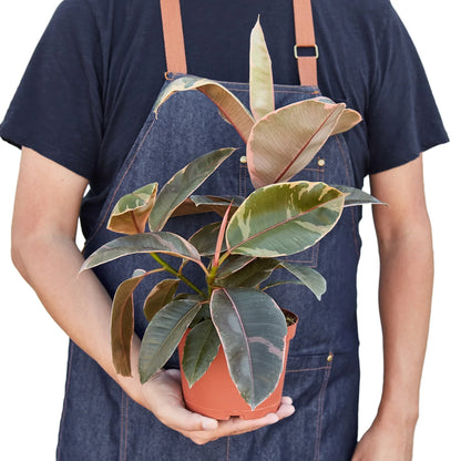 Ficus Elastica &