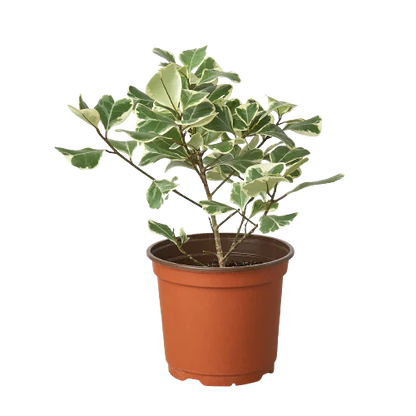 Ficus Elastica &