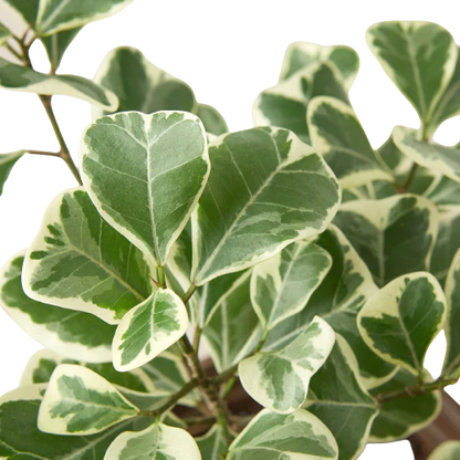 Ficus Elastica &