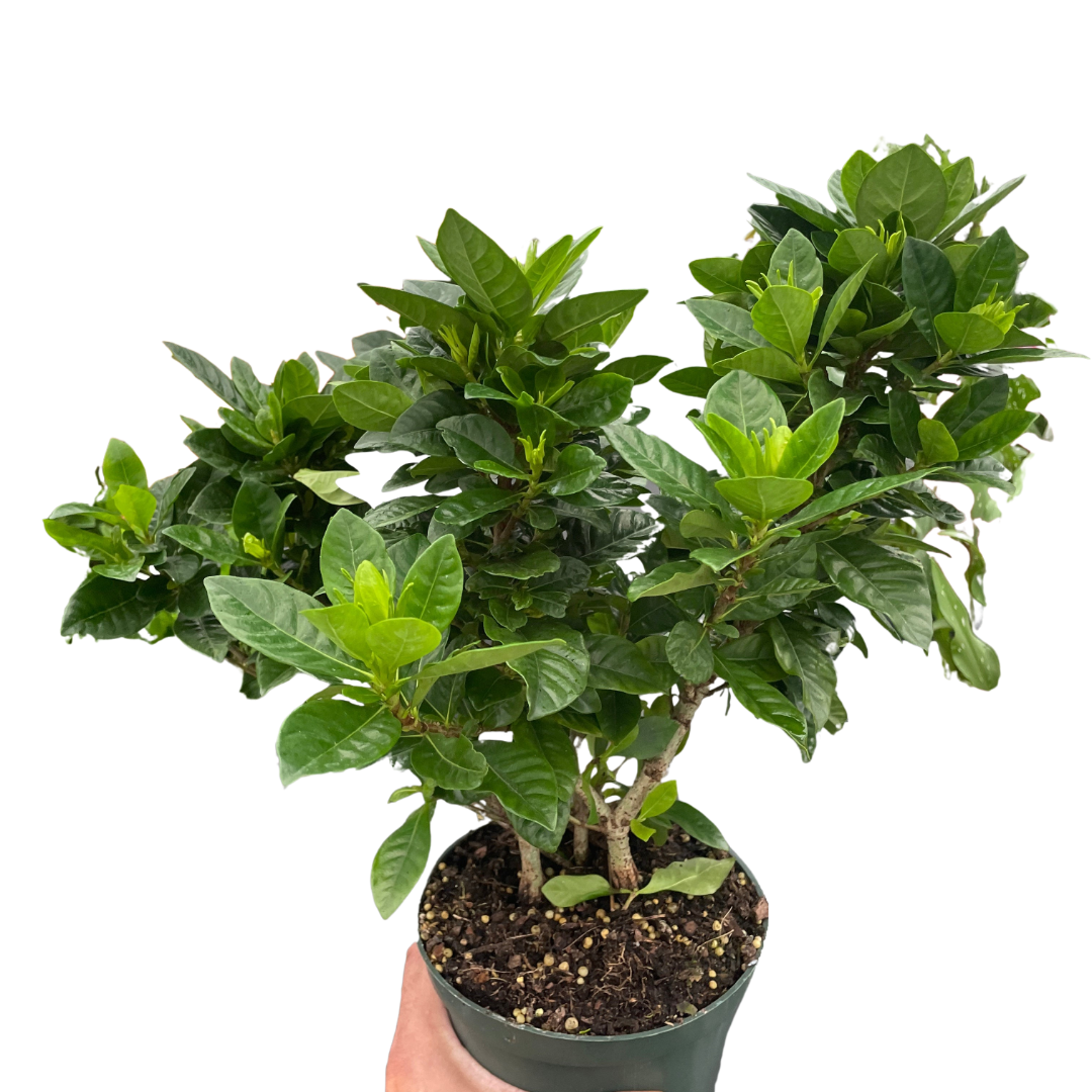 Gardenia &