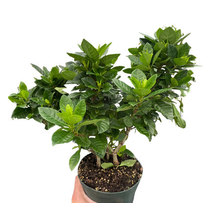 Gardenia &