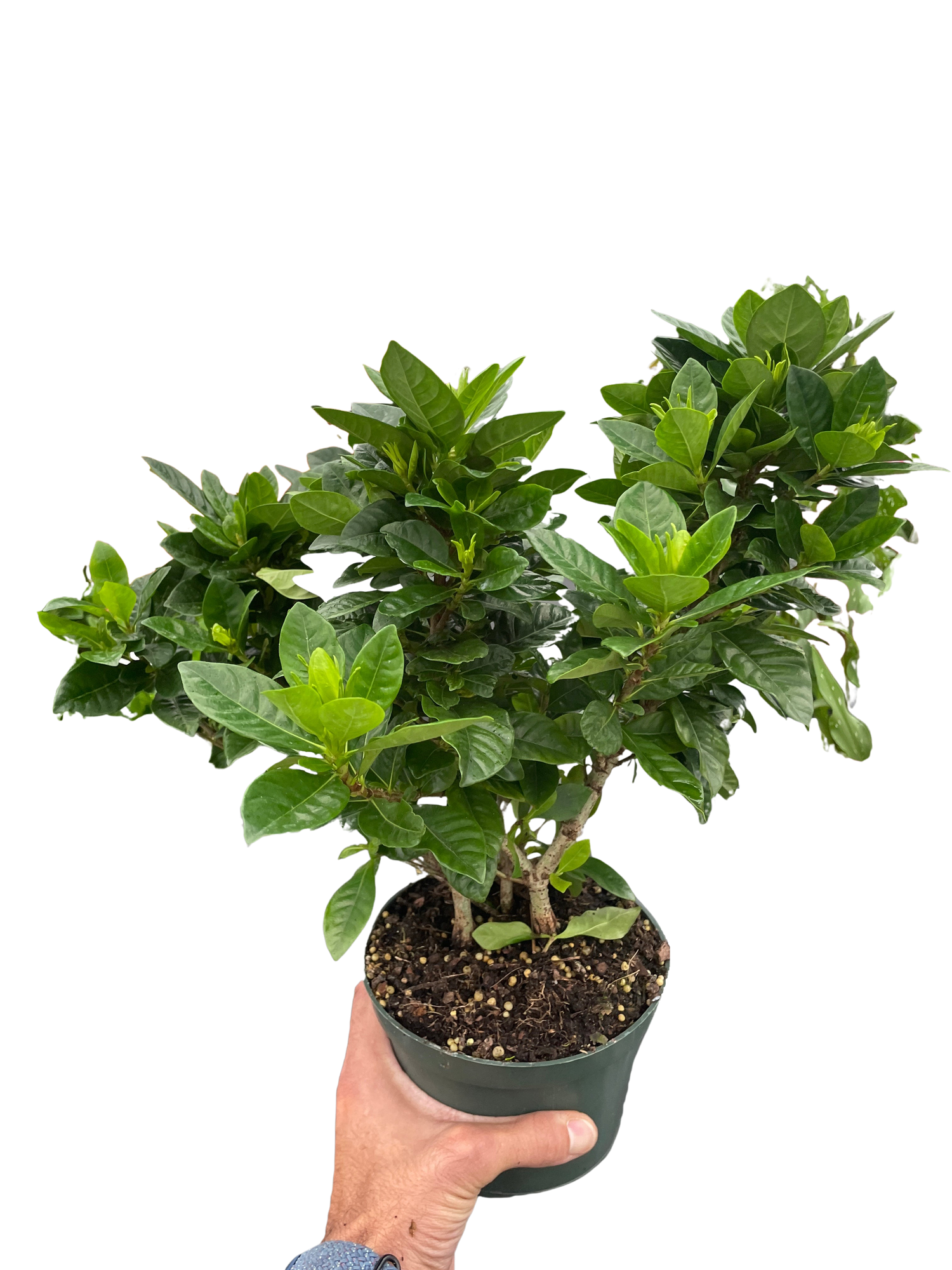 Gardenia &