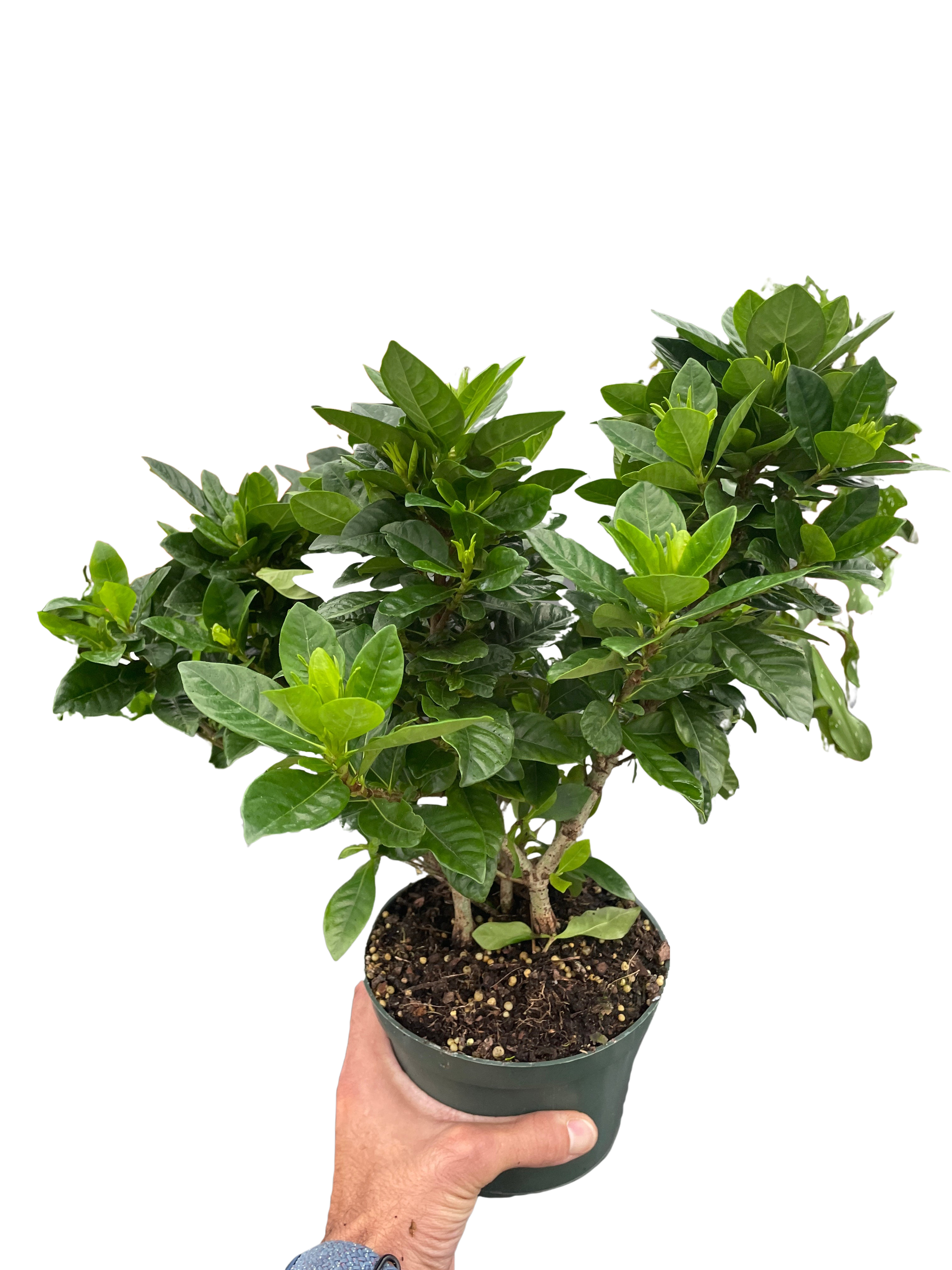Gardenia &