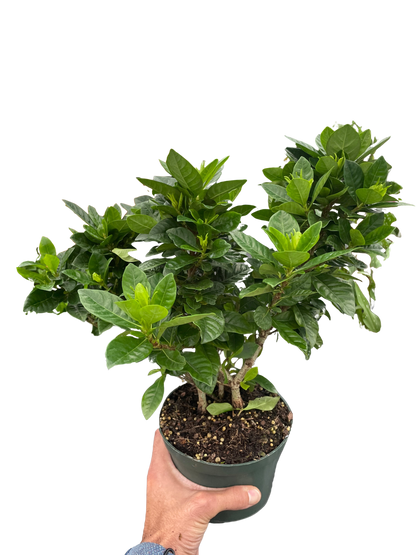 Gardenia &