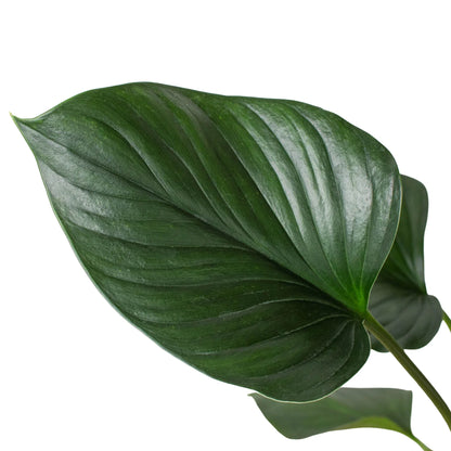 Homalomena &