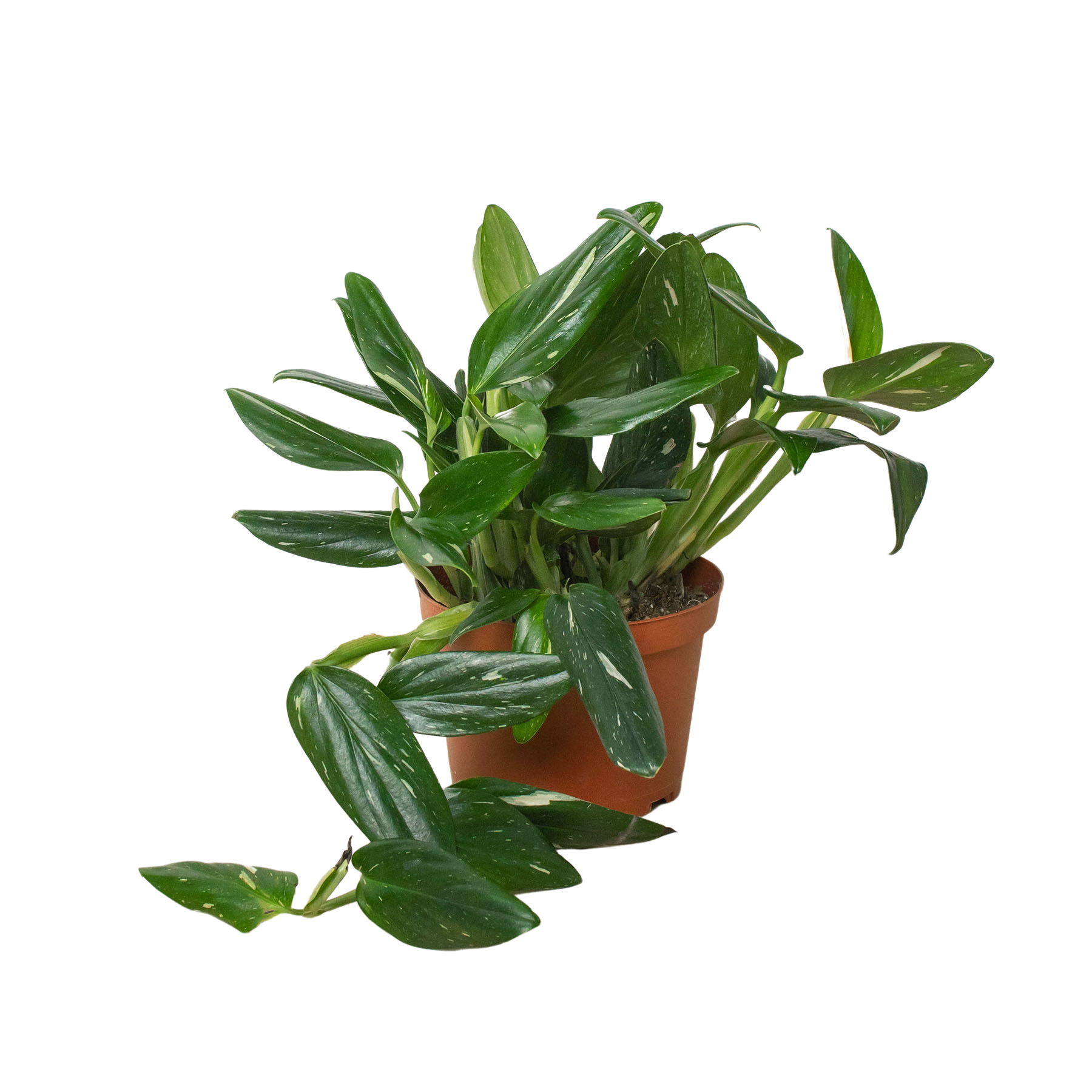Monstera &