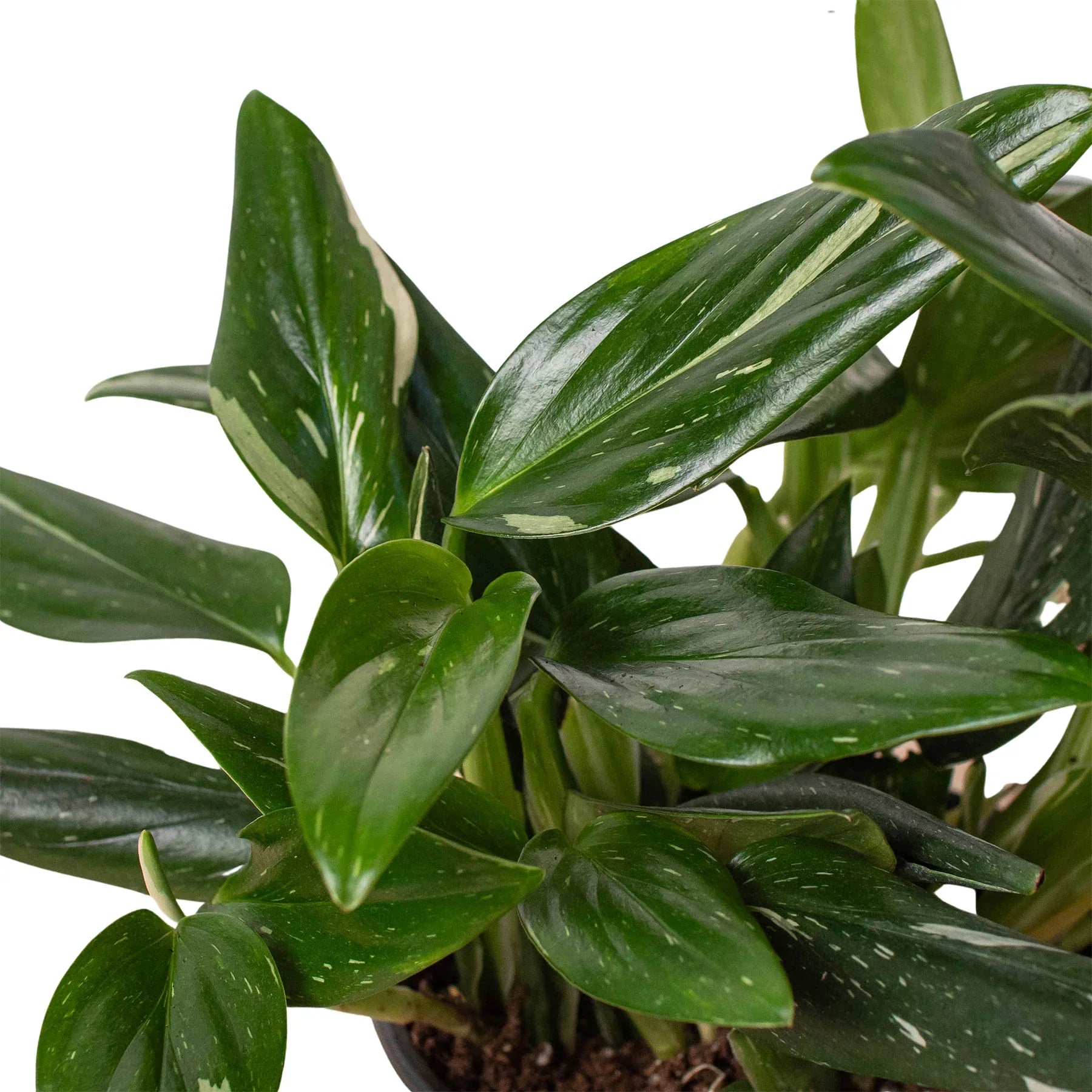 Monstera &