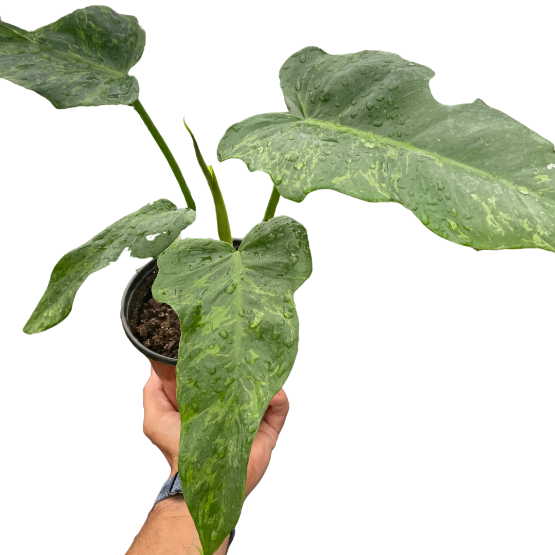 Philodendron &