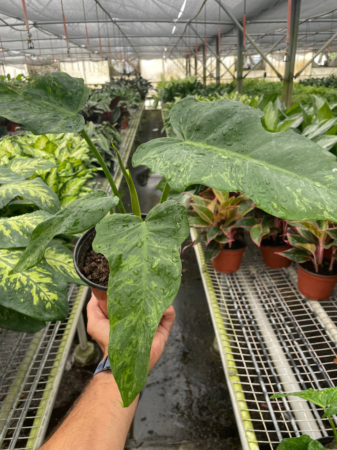 Philodendron &