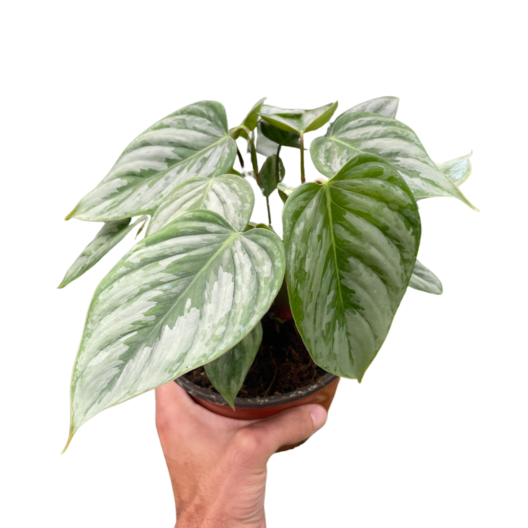 Philodendron &