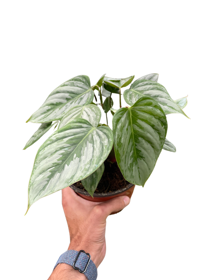 Philodendron &