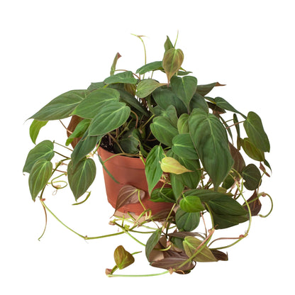 Philodendron &