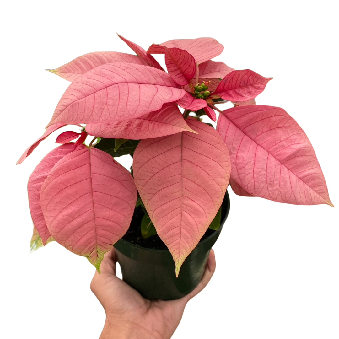 Poinsettia &