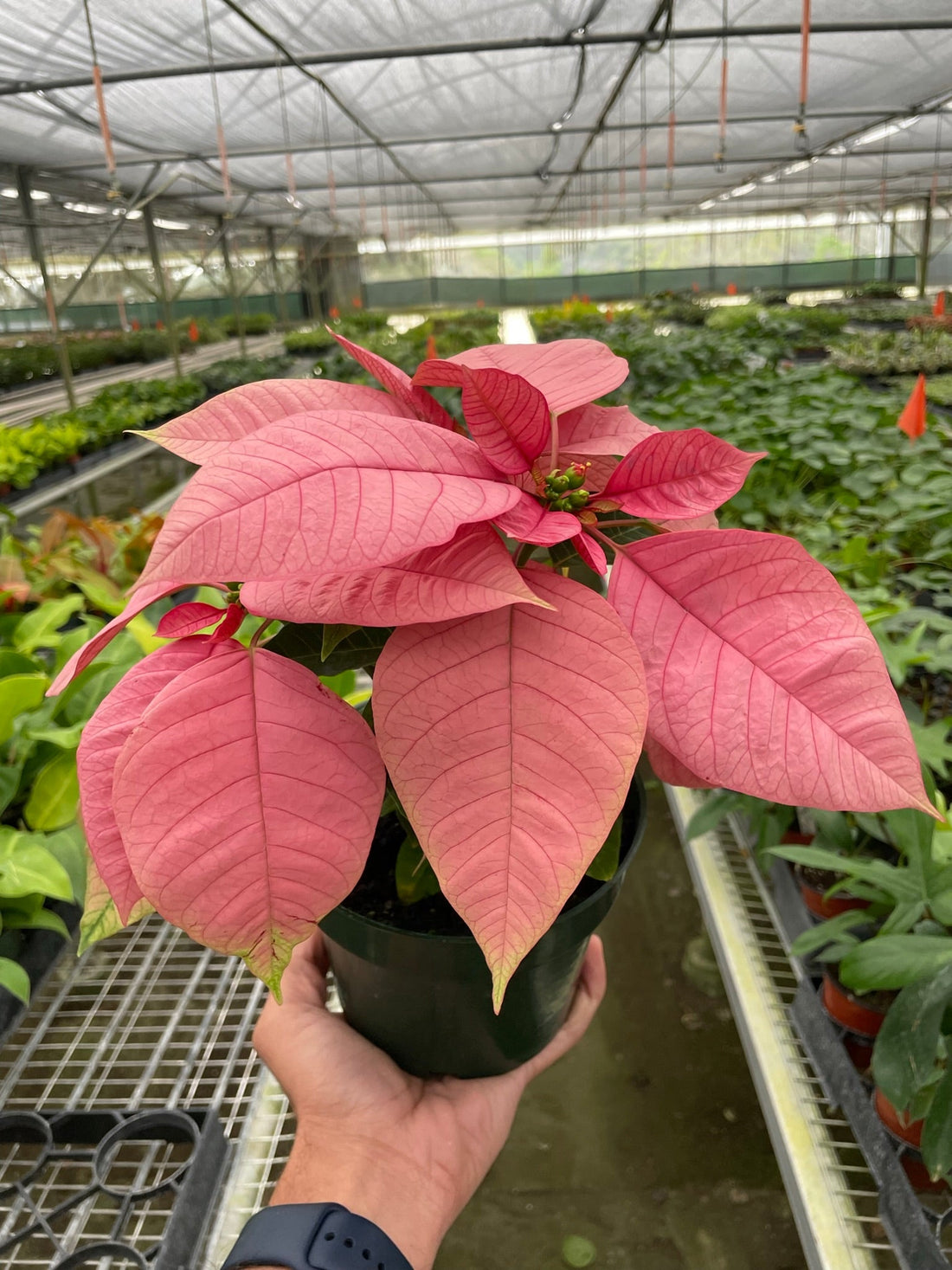Poinsettia &