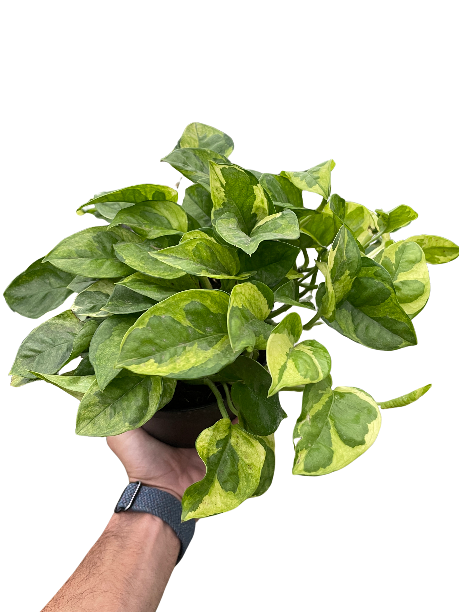 small leaf pothos Pothos 'Lemon Meringue' – Verta