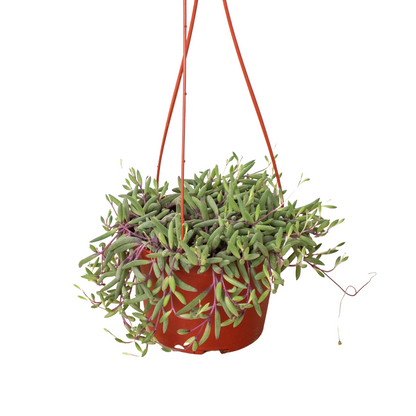 String of Rubies - 6&quot; Pots